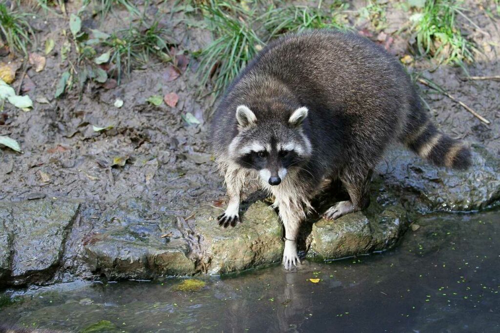 Raccoon