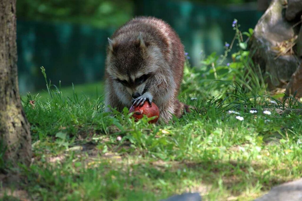 アライグマ