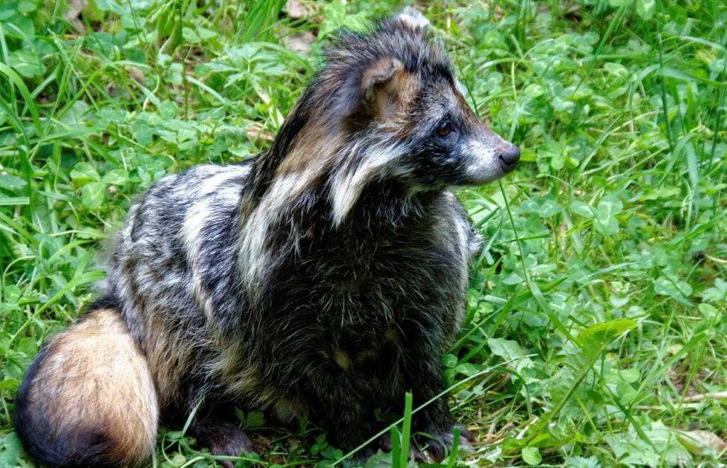 Raccoon Dog