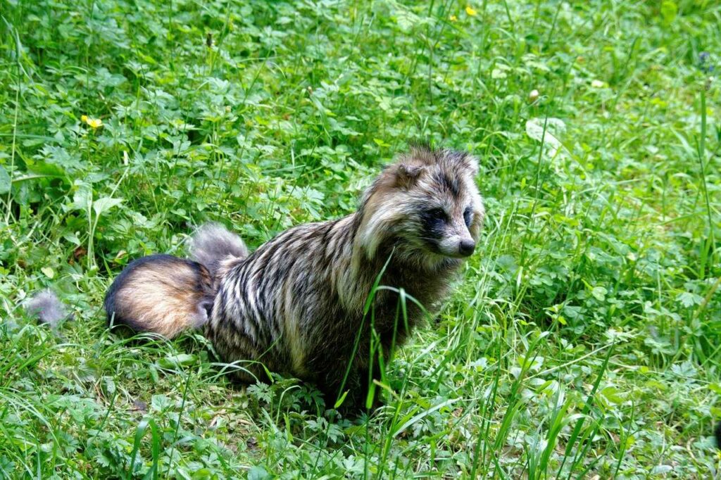 Raccoon Dog