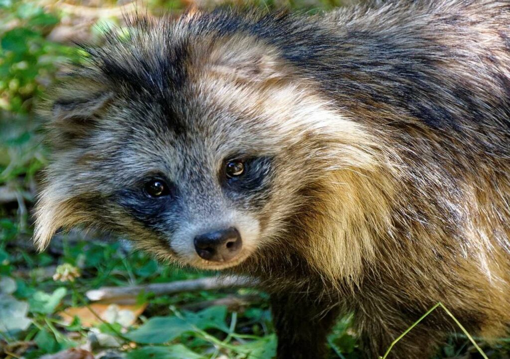 Raccoon Dog