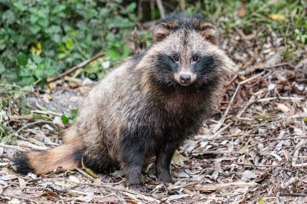 Raccoon Dog