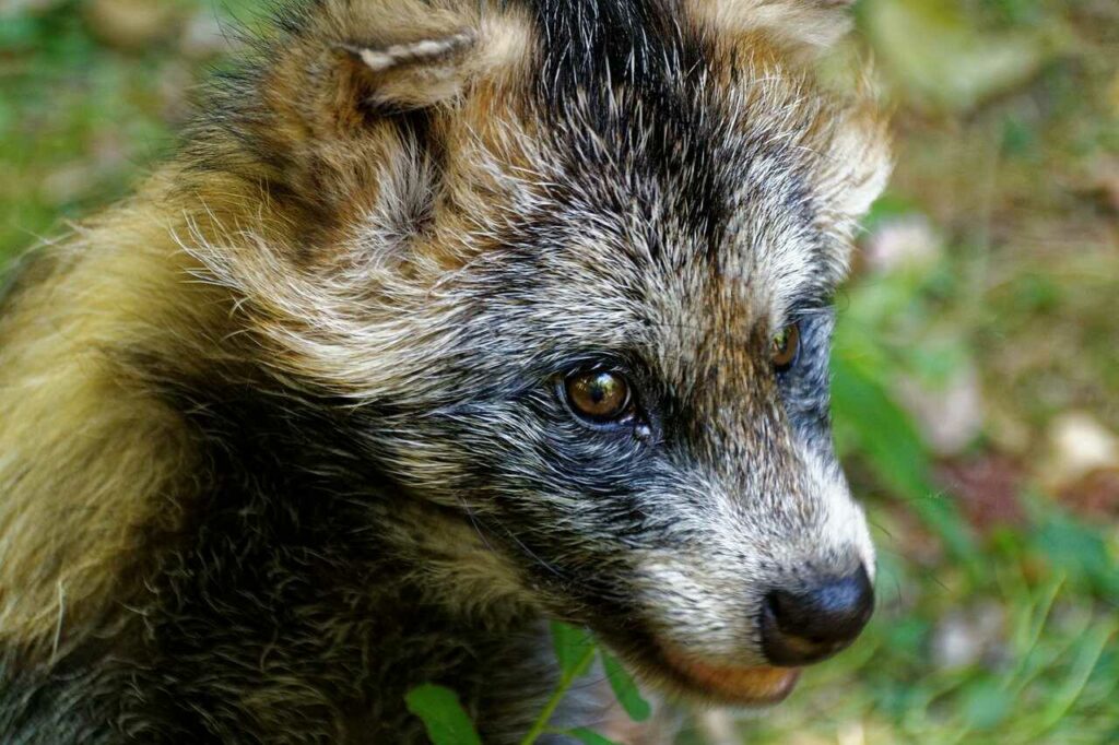 Raccoon Dog