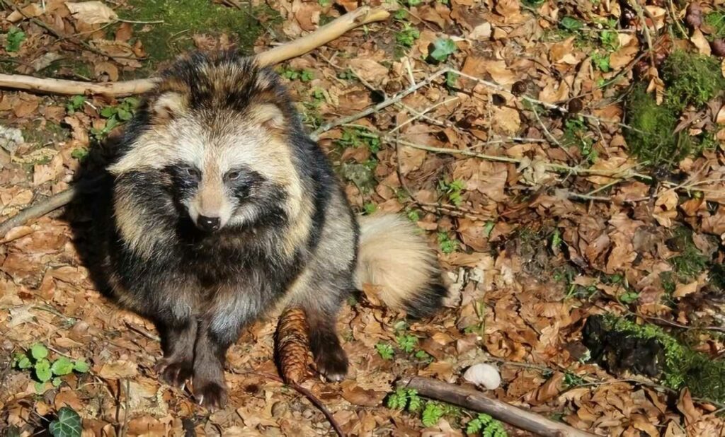 Raccoon Dog