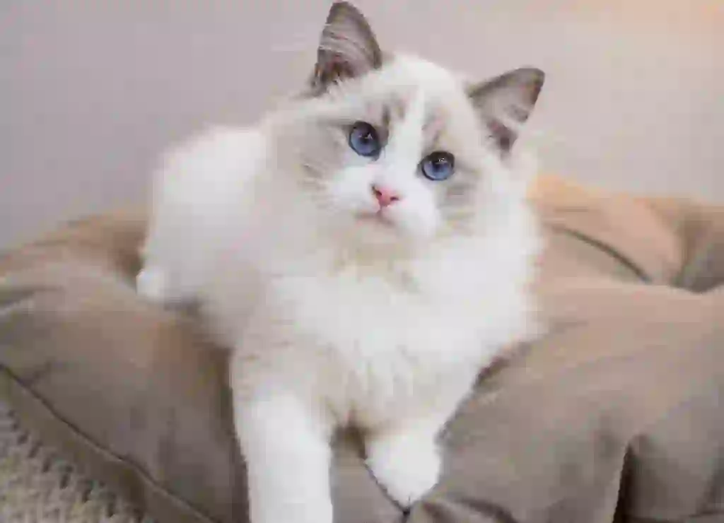 Ragdoll