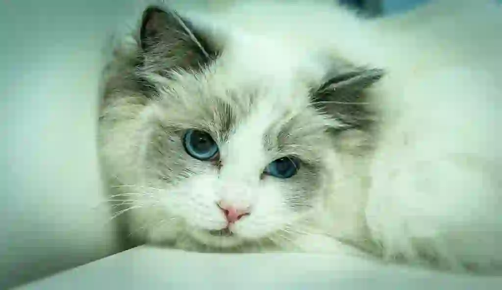 Ragdoll