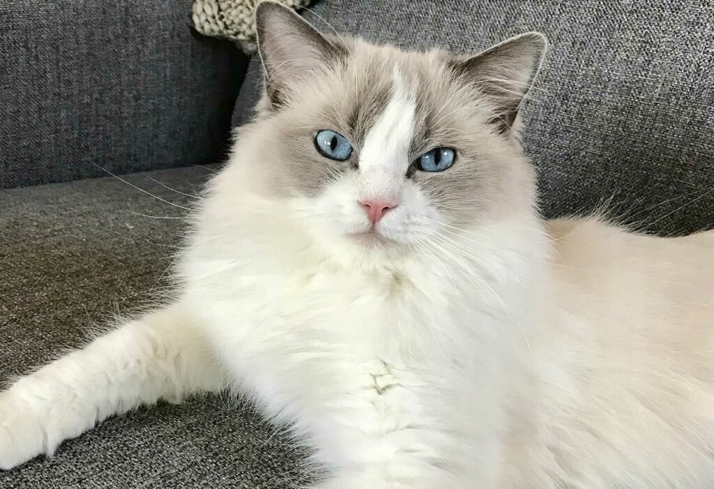 Ragdoll