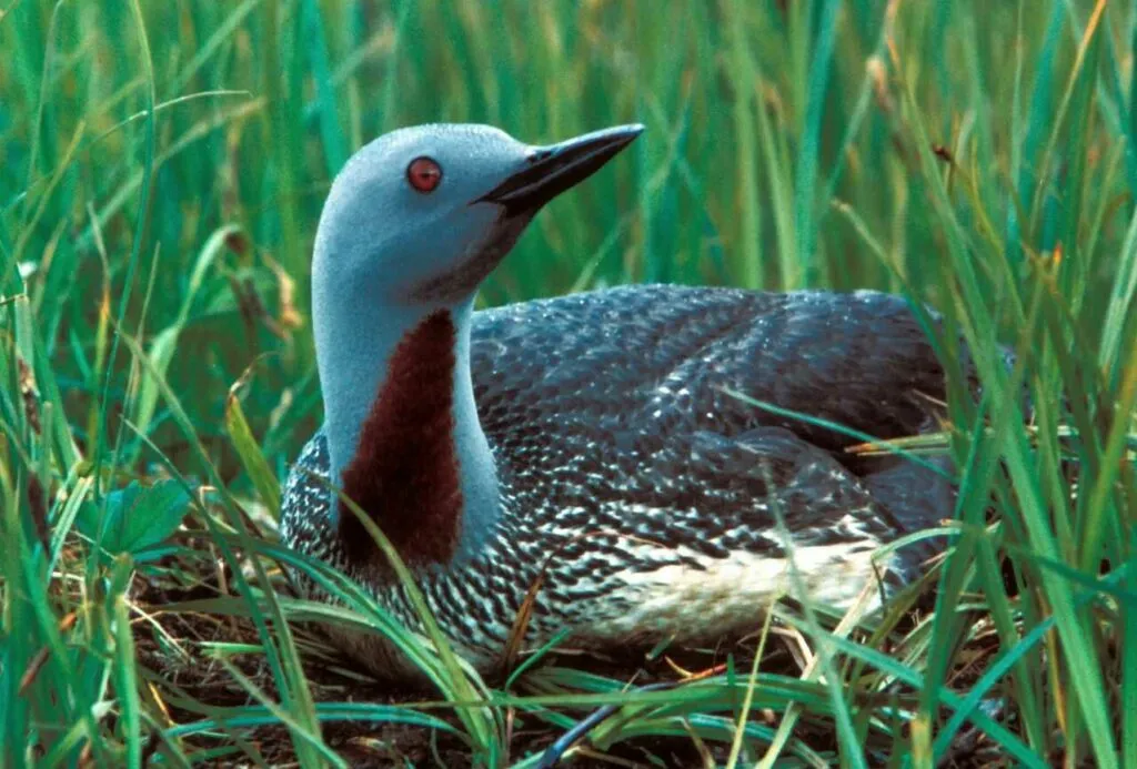 Red-throated Loon