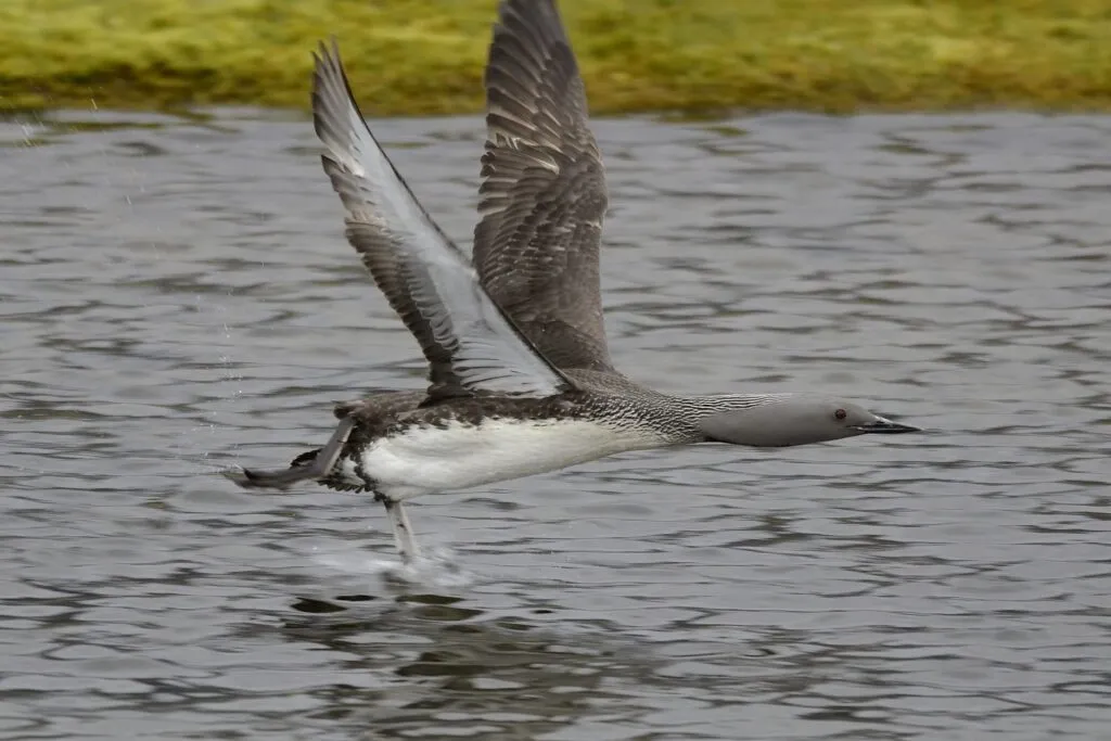 Red-throated Loon