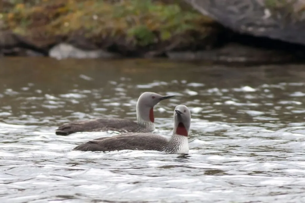 Red-throated Loon