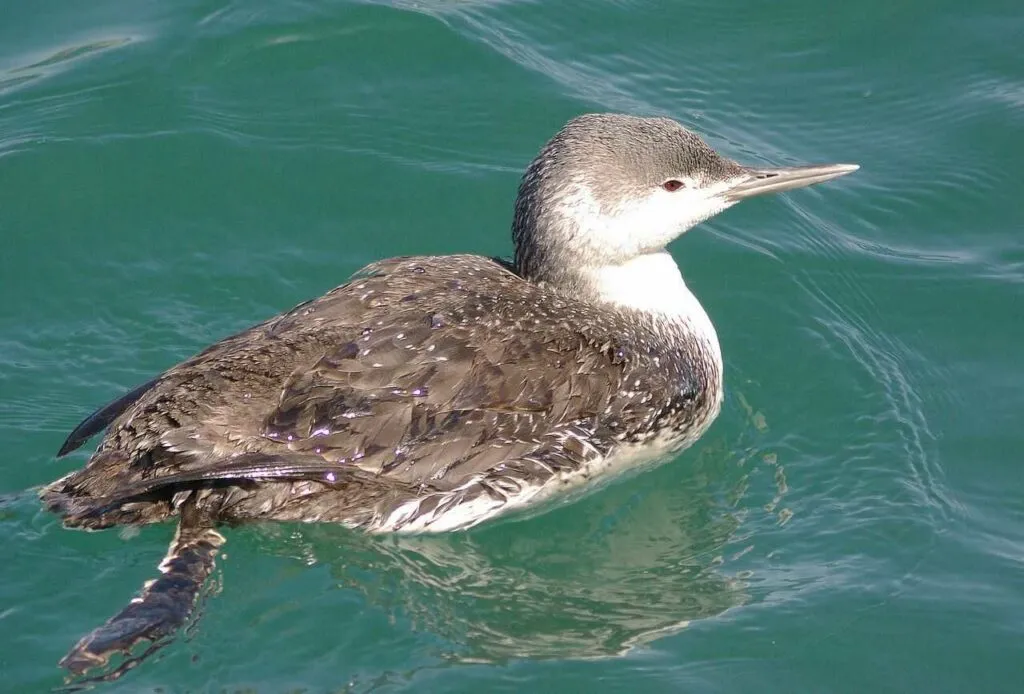 Red-throated Loon