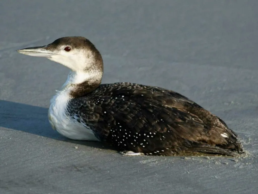 Red-throated Loon