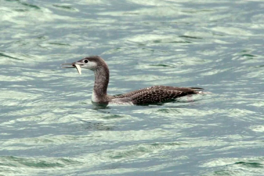 Red-throated Loon