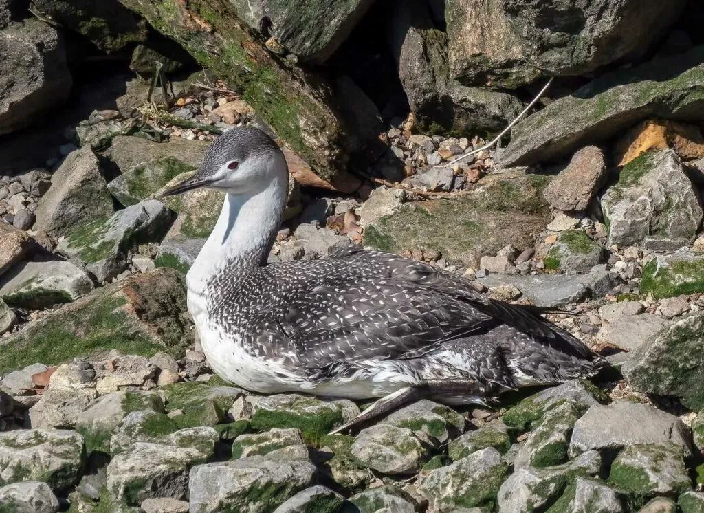 Red-throated Loon