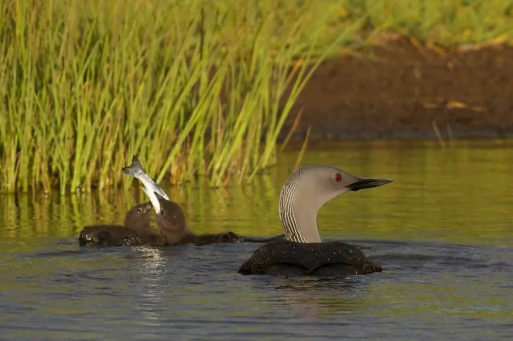 Red-throated Loon