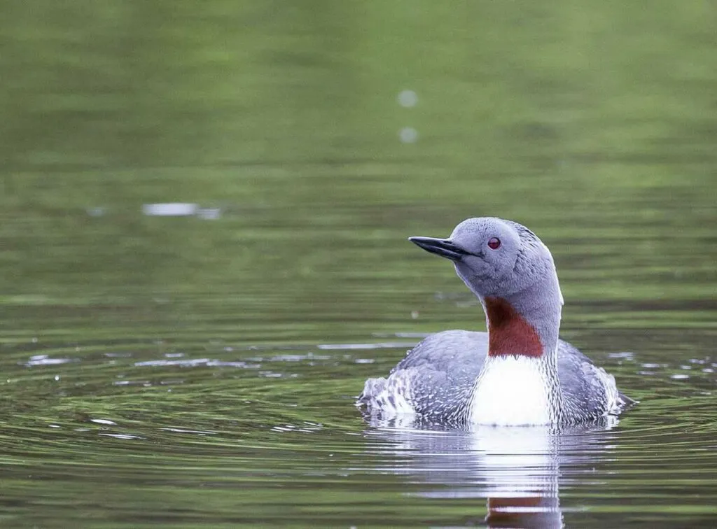 Red-throated Loon