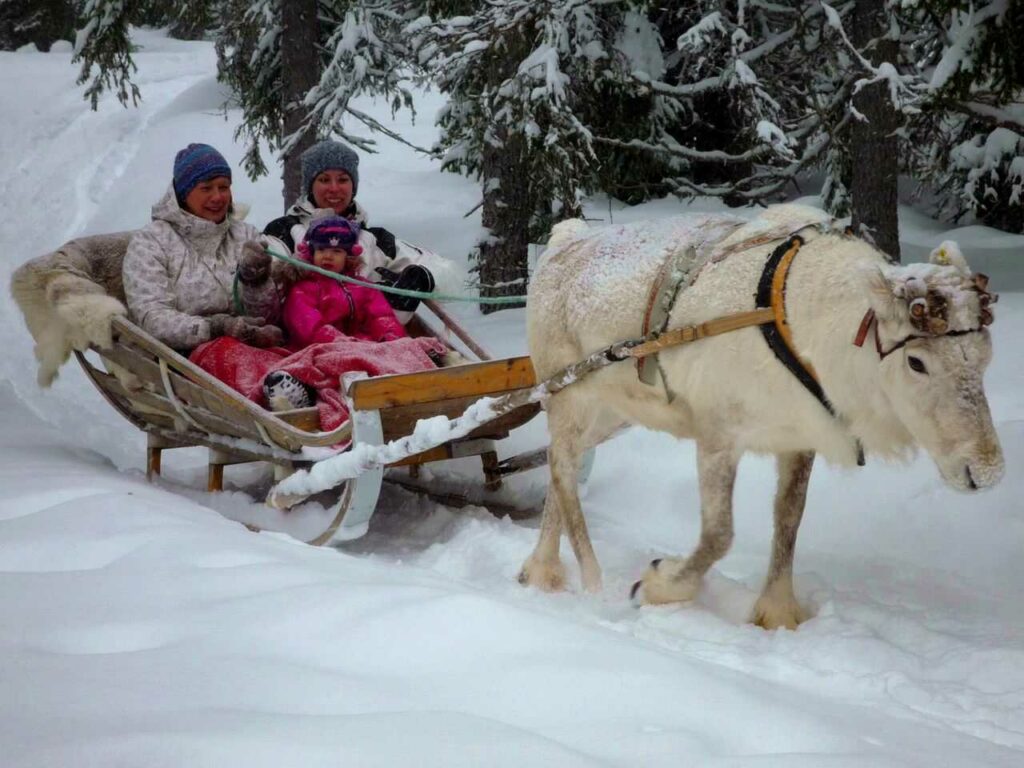 Reindeer