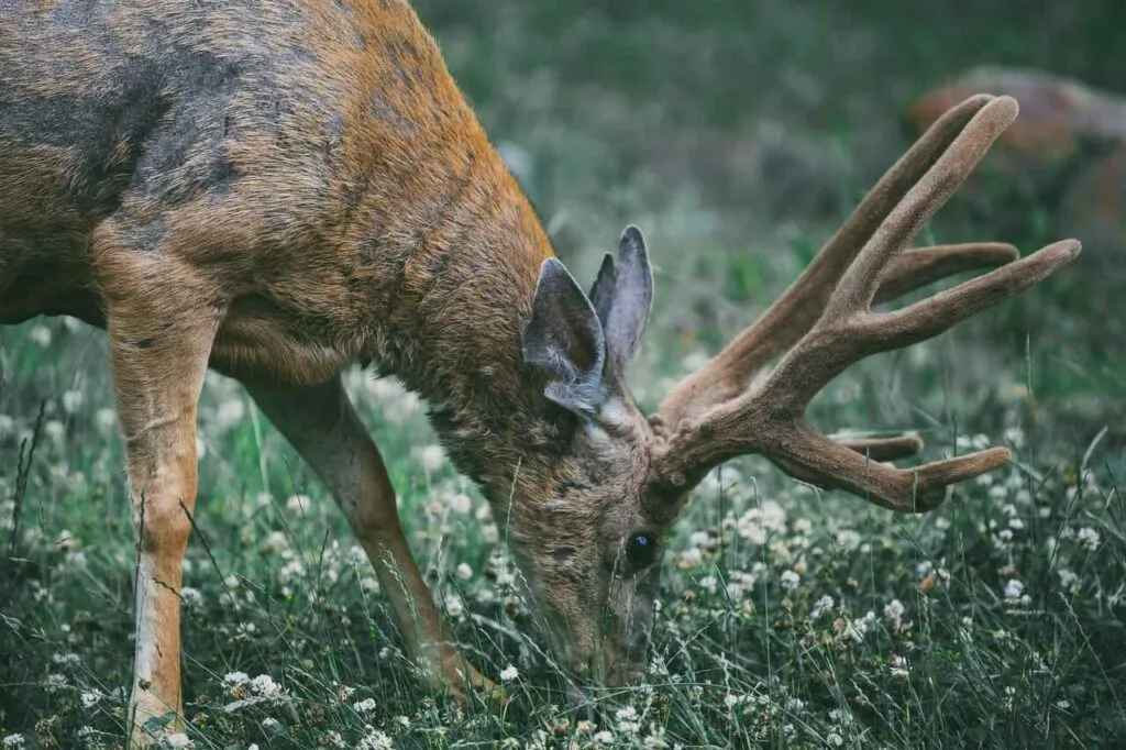 Reindeer