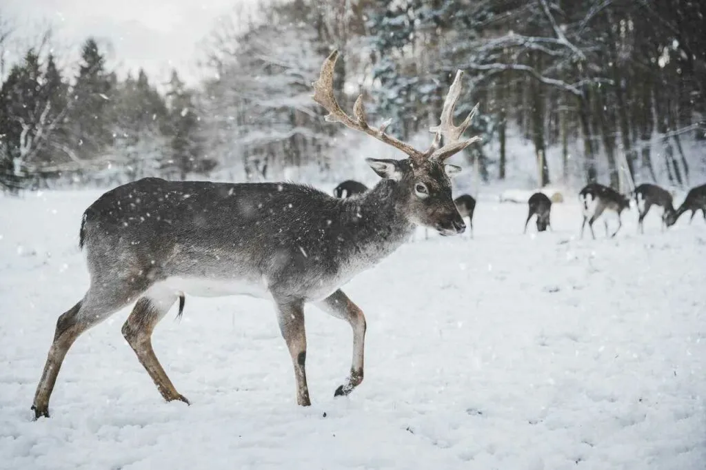 Reindeer