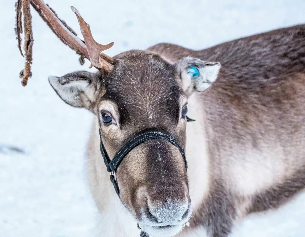 Reindeer