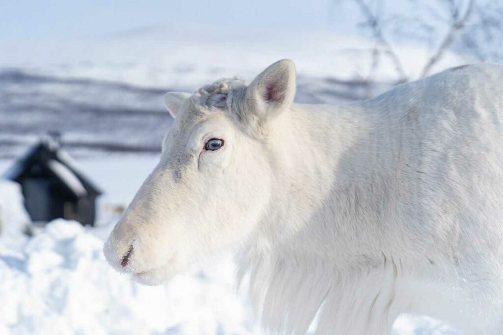 Reindeer