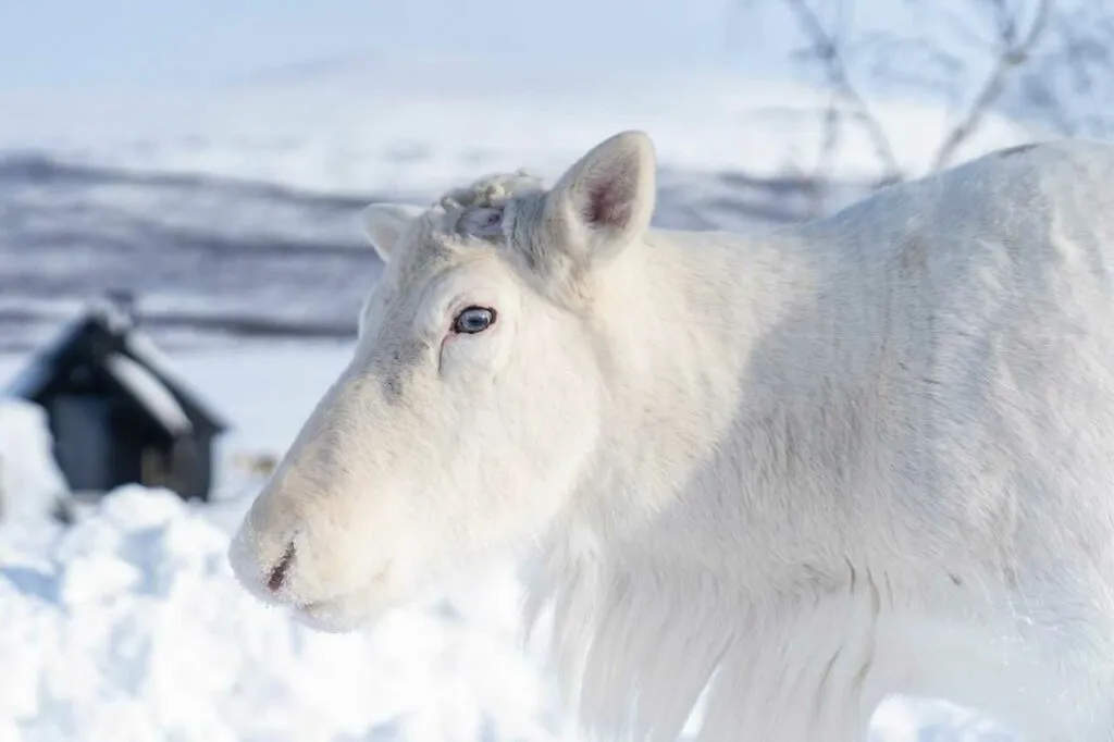 Reindeer