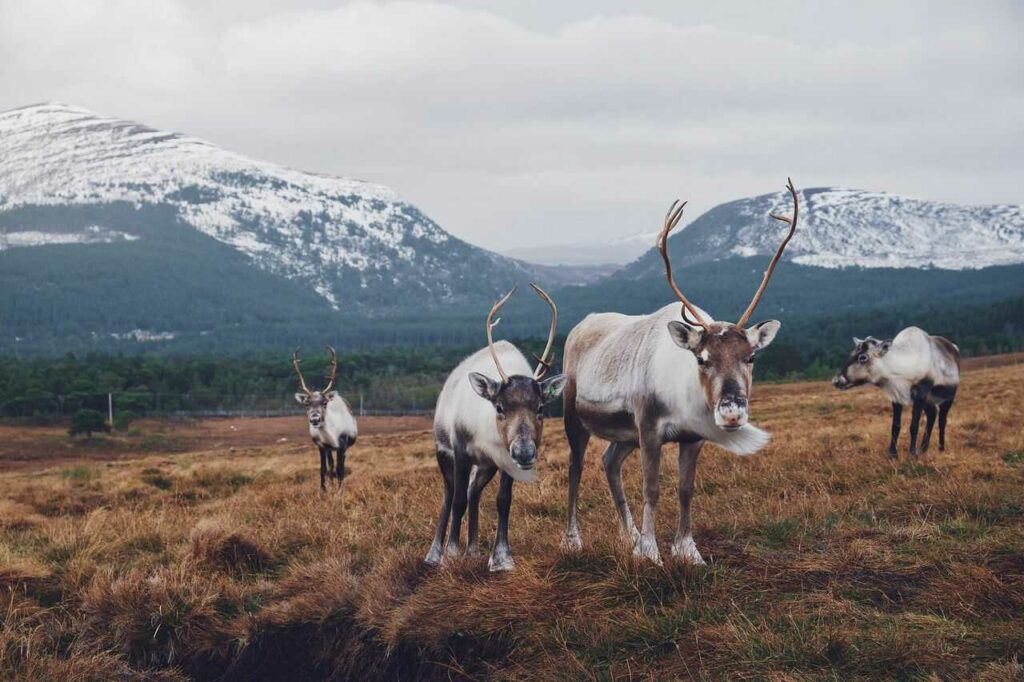 Reindeer