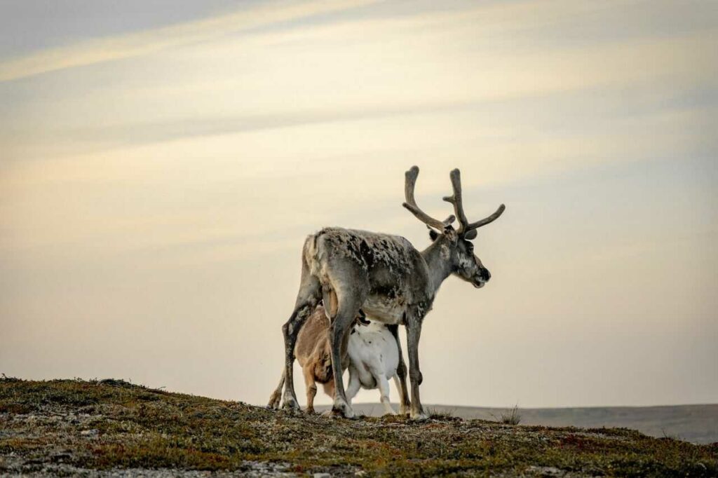 Reindeer