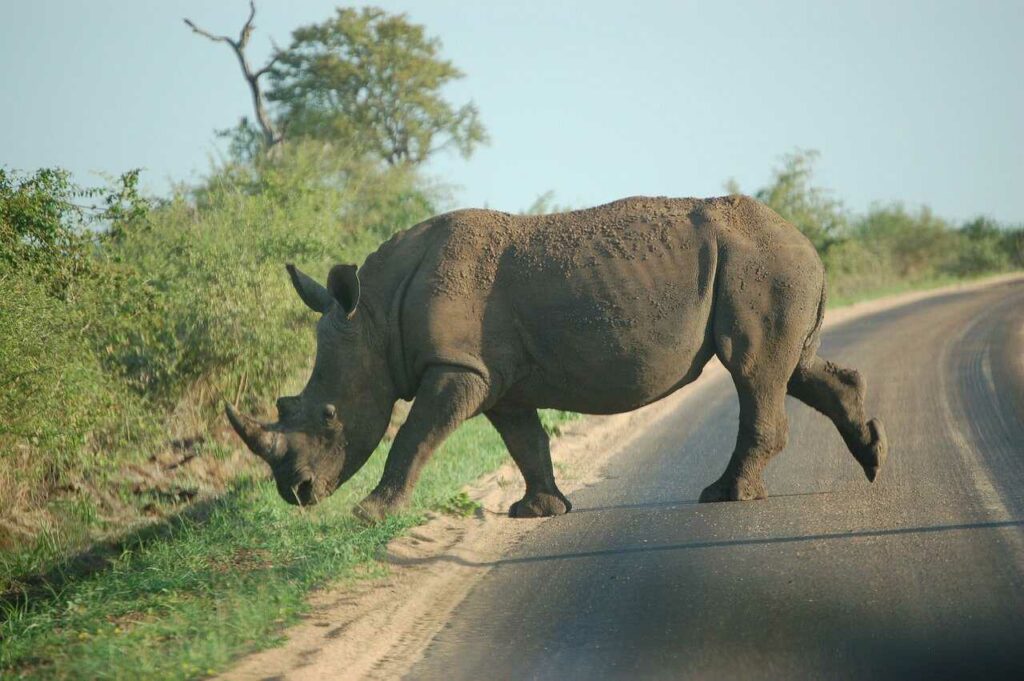 Rhinoceros