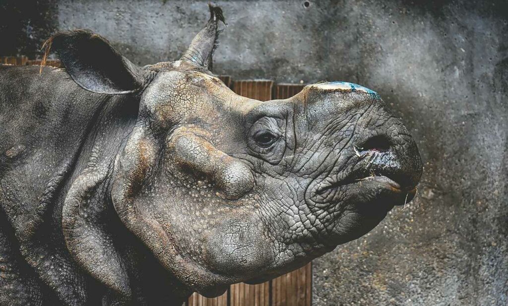 Rhinoceros