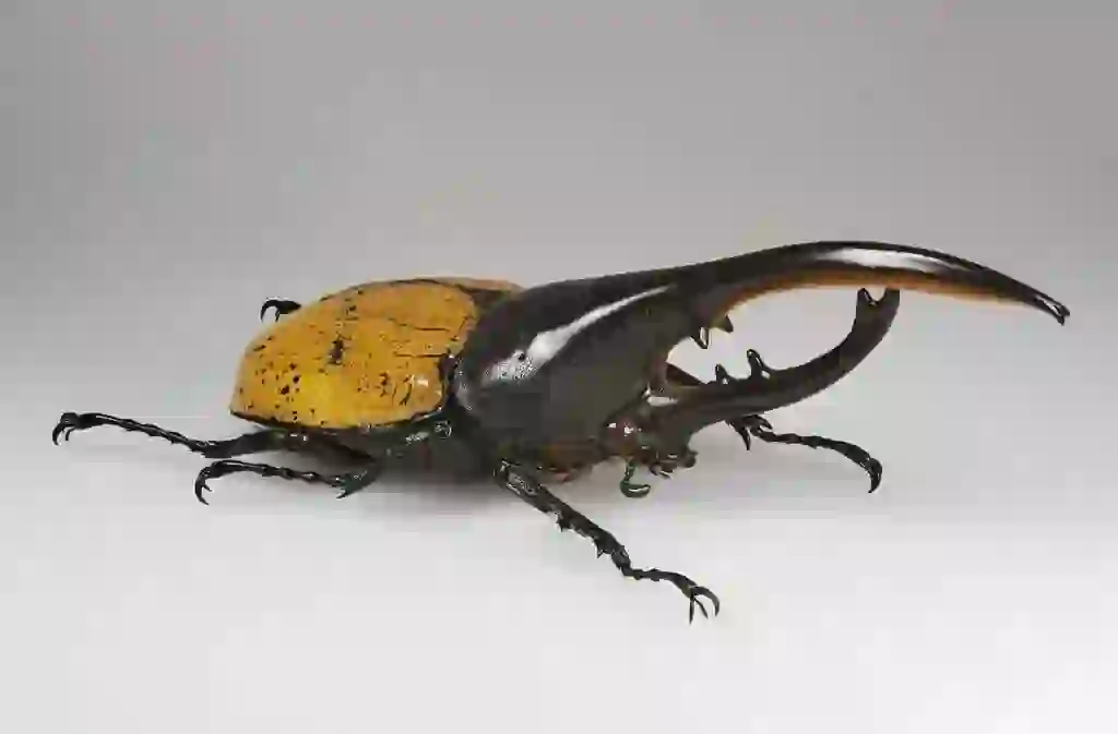 カブトムシ