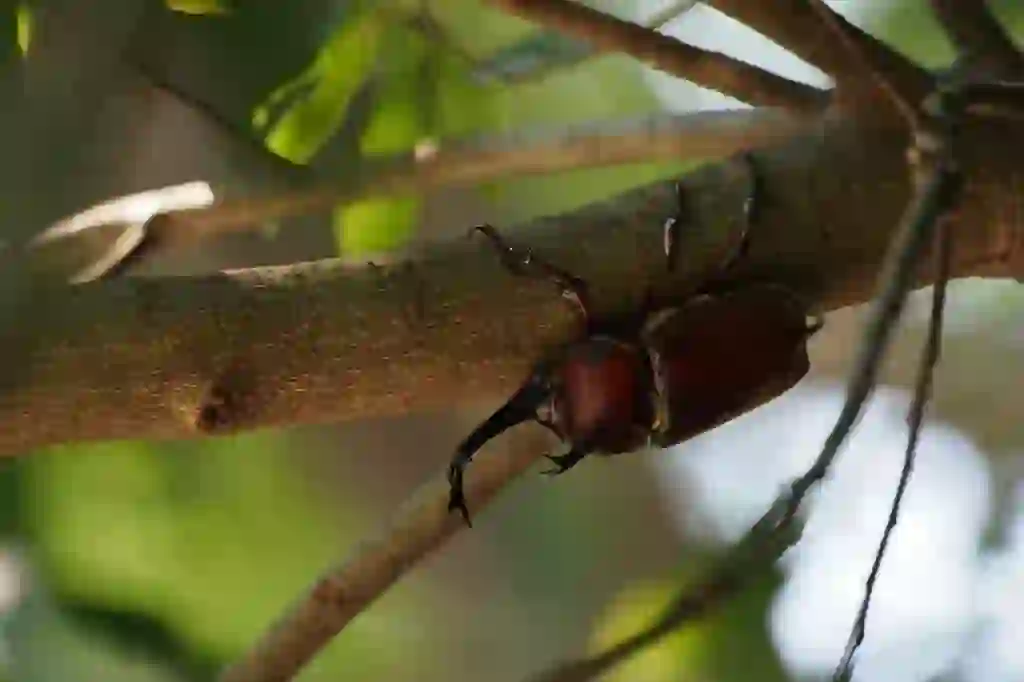 カブトムシ