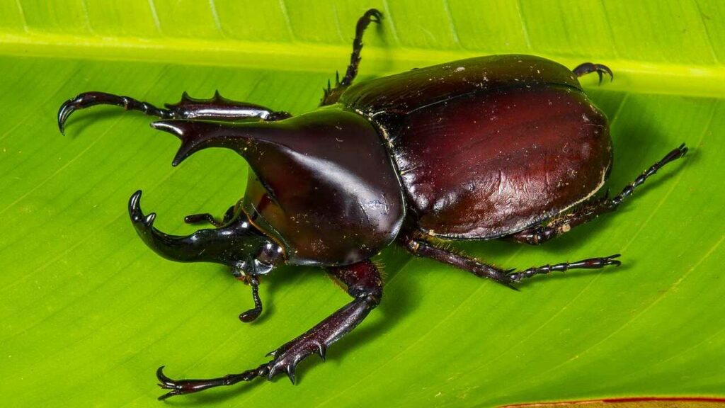 Rhinoceros Beetle