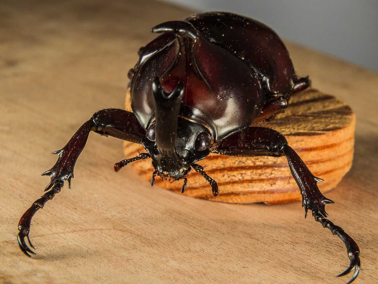 Rhinoceros Beetle