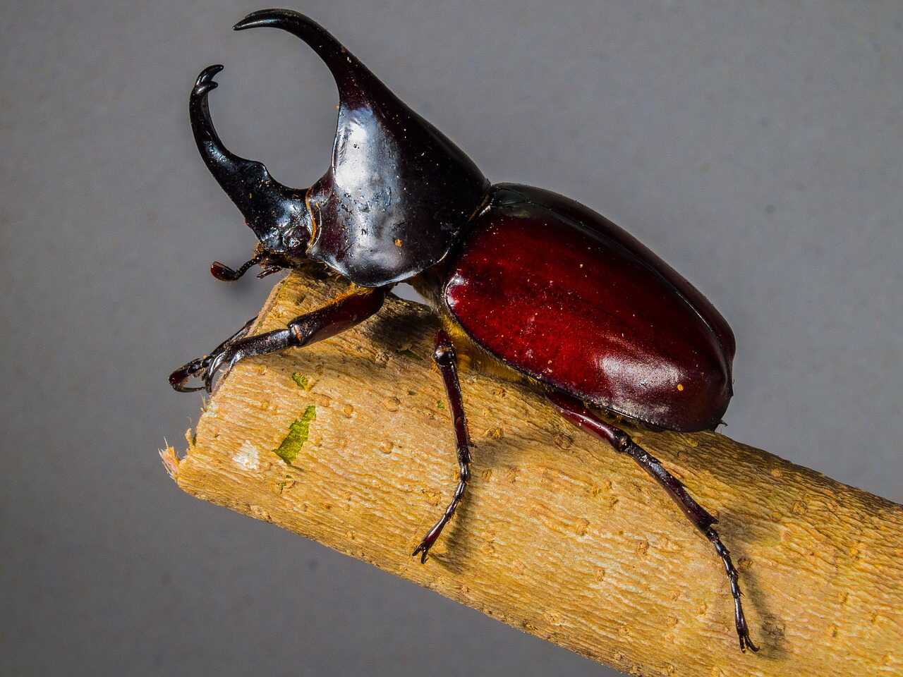 Rhinoceros Beetle