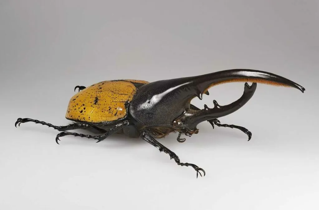 Rhinoceros Beetle