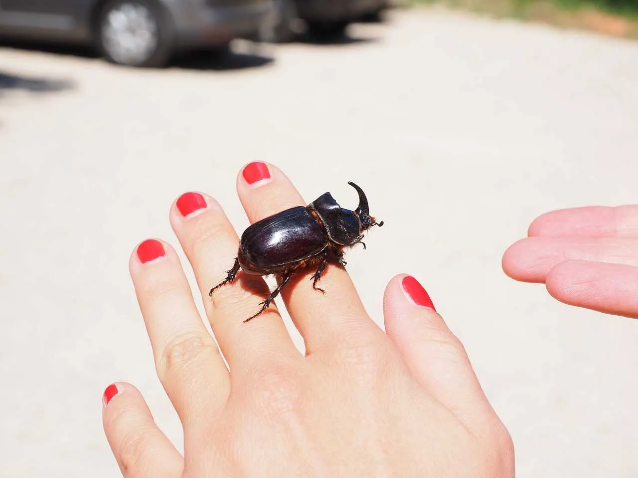 Rhinoceros Beetle