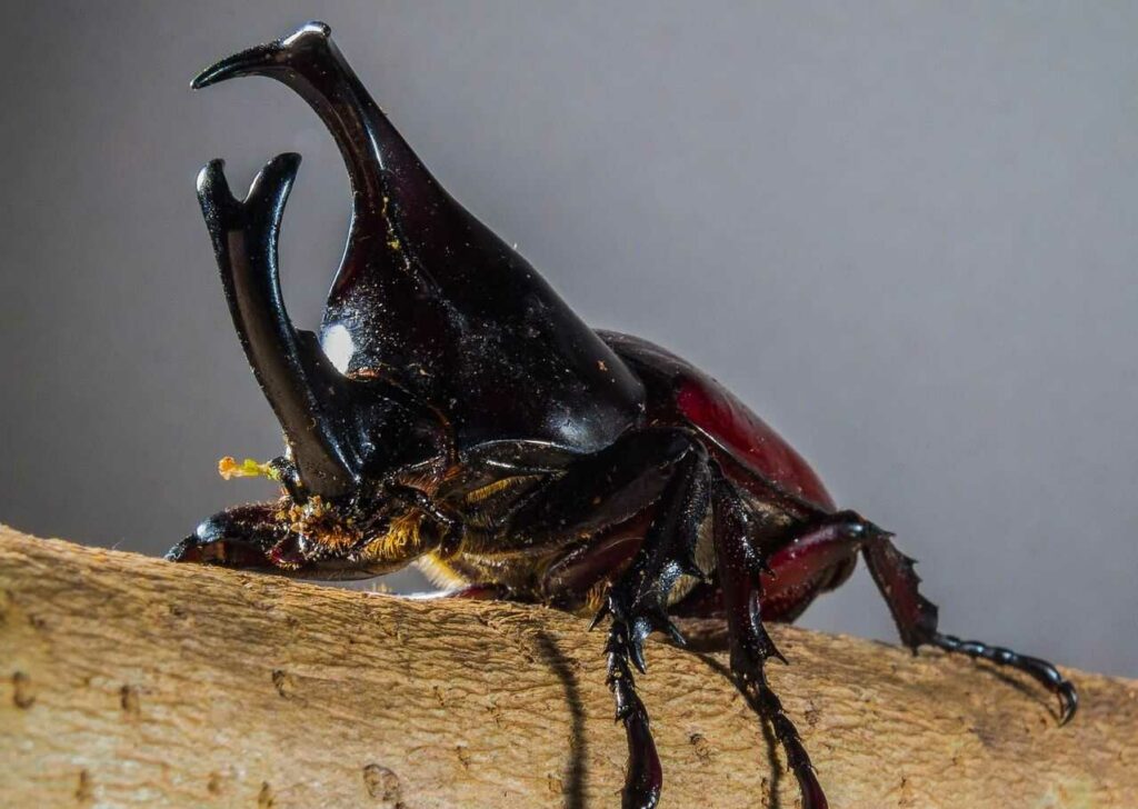 Rhinoceros Beetle