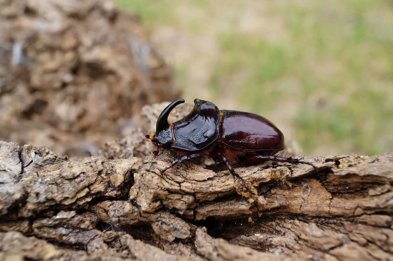 Rhinoceros Beetle