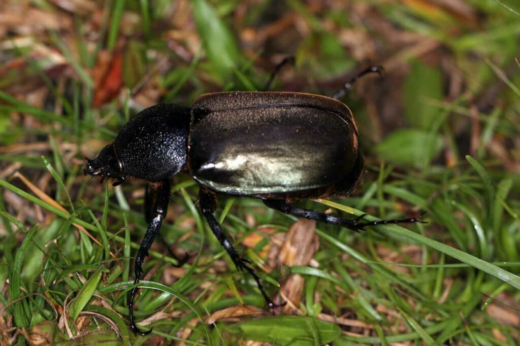 Rhinoceros Beetle