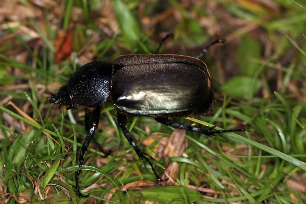 Rhinoceros Beetle