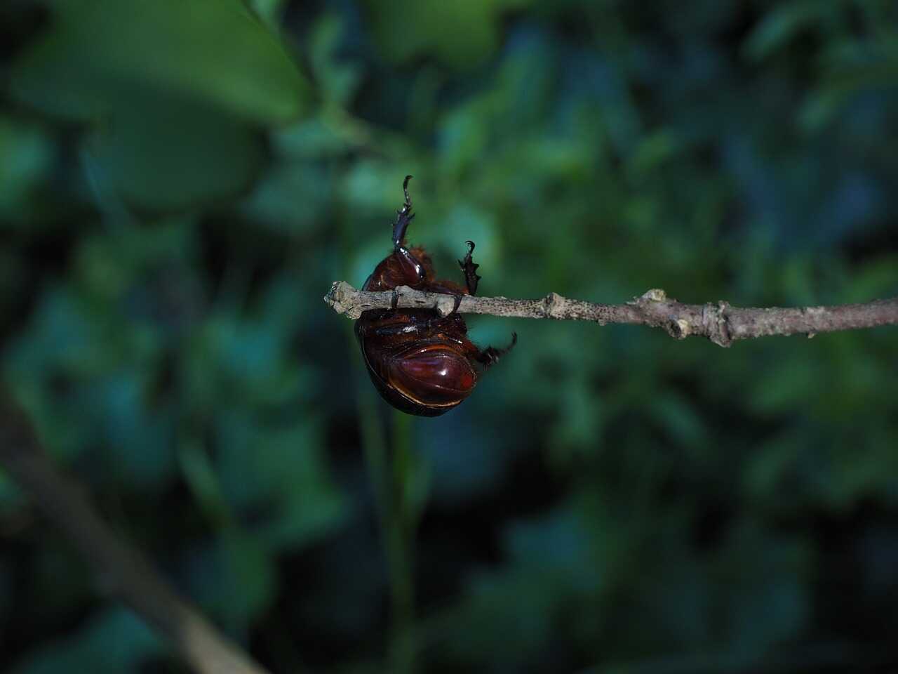 カブトムシ