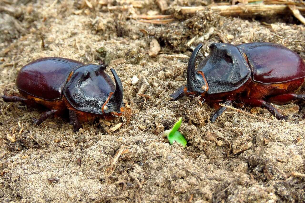 Rhinoceros Beetle