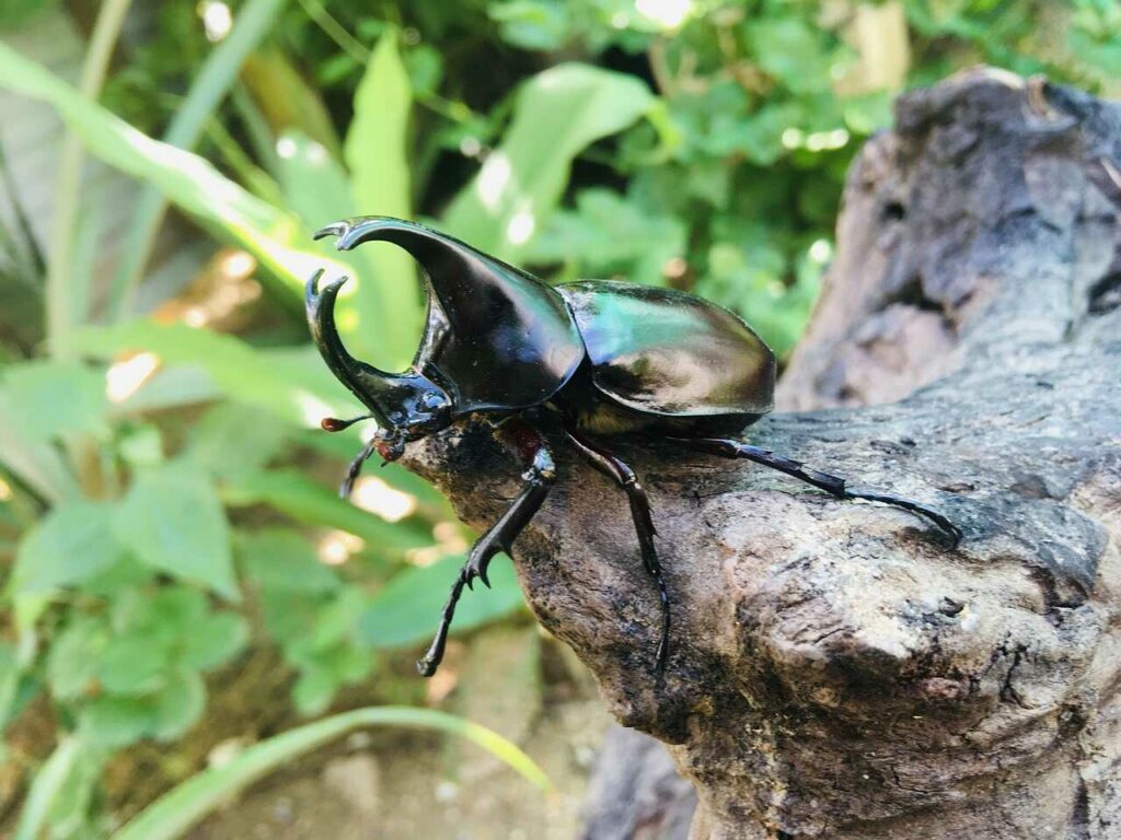 Rhinoceros Beetle