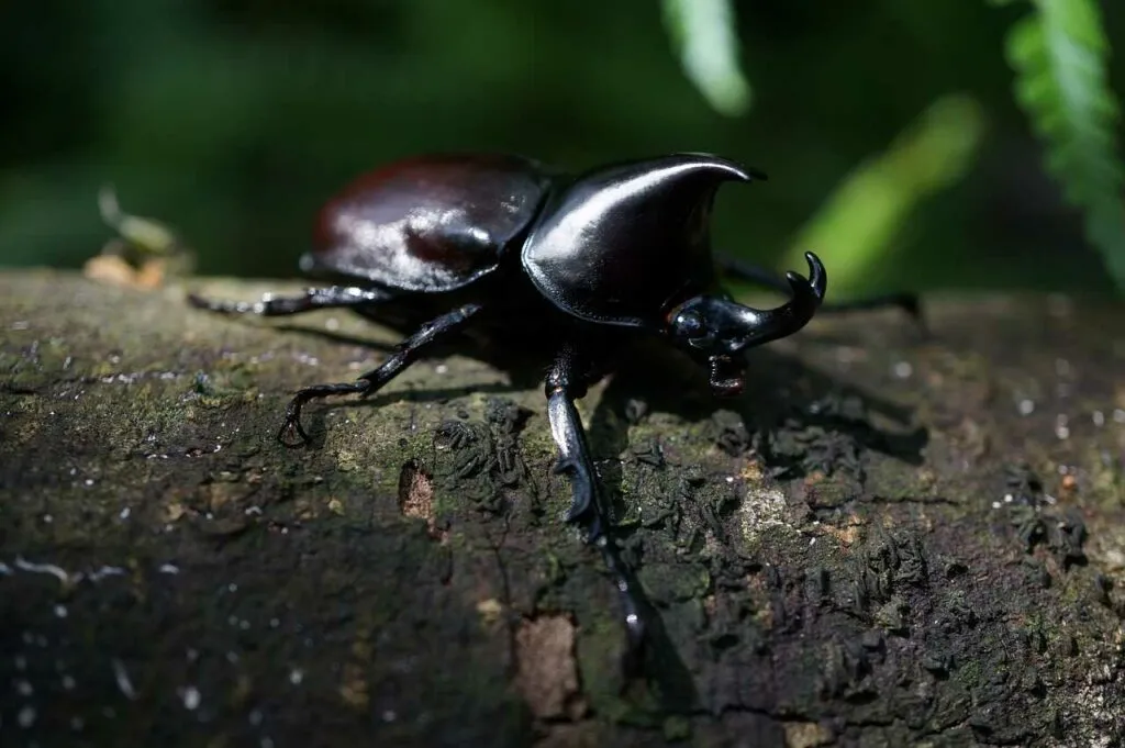 Rhinoceros Beetle