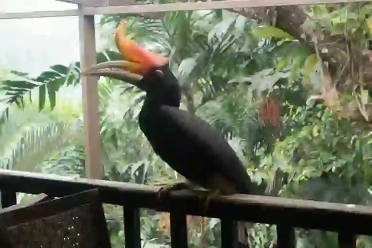 Rhinoceros Hornbill