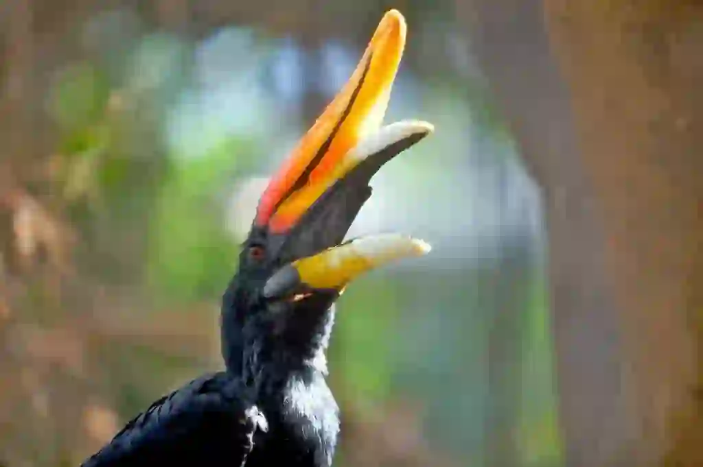 Rhinoceros Hornbill