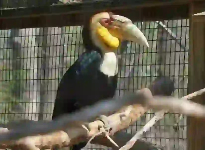 Rhinoceros Hornbill