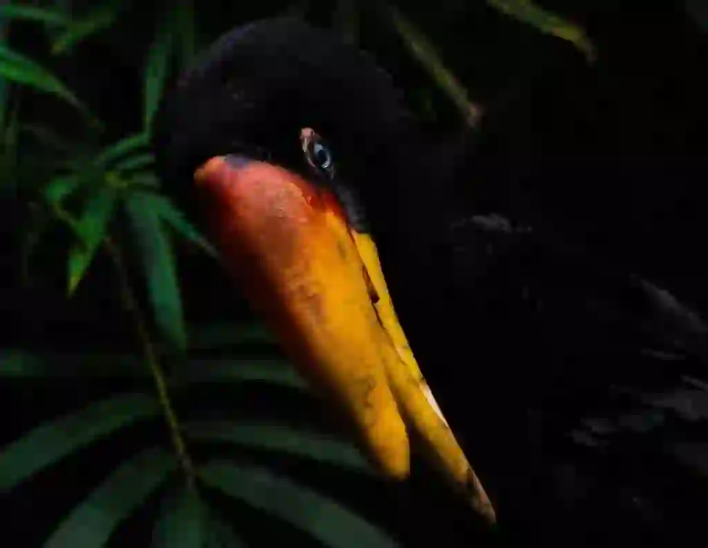 Rhinoceros Hornbill