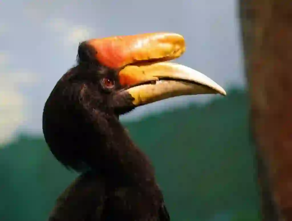 Rhinoceros Hornbill